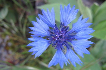 flor azul