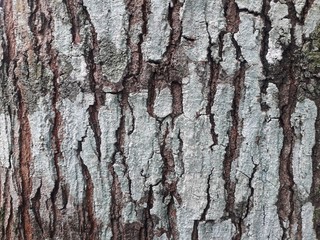 tree bark texture