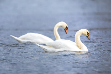 Obraz premium Wildlife