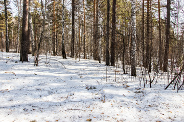 Snowy forest in spring, lit by the bright sun under a blue sky in spring. Landscape of spruce, fir, birch. Suitable for printing on banners, envelopes, postcards, mugs, magazines