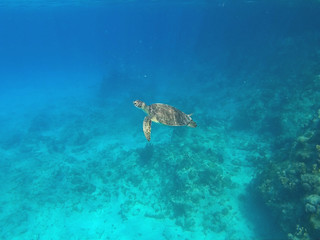 Obraz na płótnie Canvas Sea turtle on Curacao while snorkeling