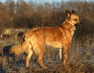 Fototapeta na wymiar Red-headed yard dogs similar to Dingo wild dogs