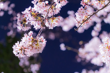 夜桜
