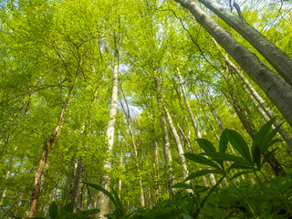 Naklejka premium Central Balkans Mountain, Bulgaria - CIRCA 2017. Greenery in the woods of Central Balkan National park. Oaks, beech trees and pines having their first spring leaves. 