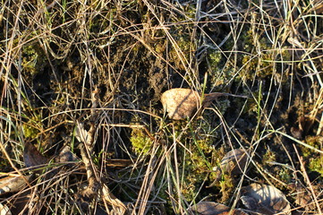 Last year's grass covered with spring frost