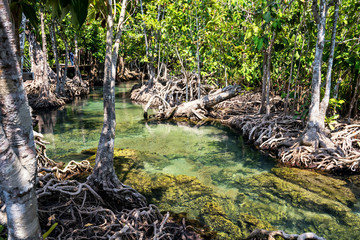 Tha Pom Khlong Song Nam in Krab © Blanscape