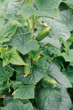 Organic Cucumbers Grow In The Garden Without Fertilizers