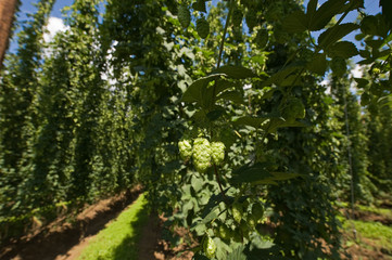 Dolde / Hopfen
