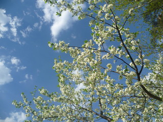 blossoming apple tree