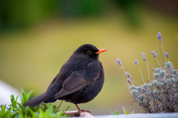 Schwarze Amsel