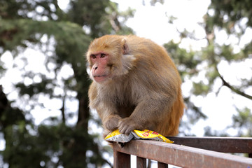 Shimla, India 03/01/2020: A monkey stole a packet of chips near the Hanuman Temple.