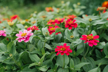 Beautiful pink and crimson zinnia in the summer garden. Selective focus