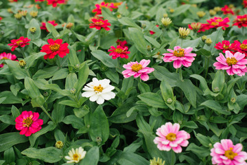 Flower beautiful background of white, crimson and pink zinnias in the summer garden. Selective focus