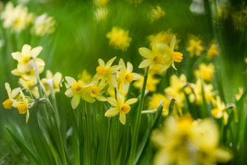 Yellow narcissus flowers bloom in spring. Fresh daffodils. Blooming narcissus in the garden. Spring background with beautiful yellow daffodils. Spring daffodils in garden on green bokeh background.