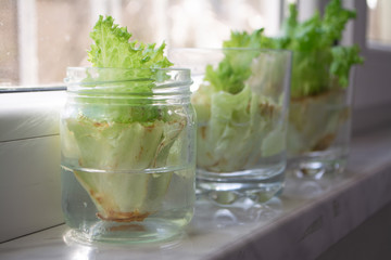 Growing lettuce in water from scraps in kitchen and on a window sill
