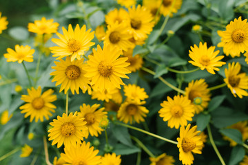 Many beautiful yellow heliopsis flowers bloom in the garden in summer. Selective focus. Flower background