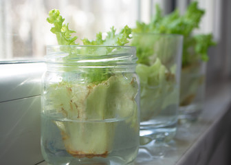 Growing lettuce in water from scraps in kitchen and on a window sill