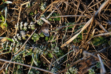 Last year's grass covered with spring frost
