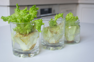 Growing lettuce in water from scraps in kitchen and on a window sill