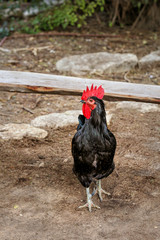 Beautiful rooster with black plumage, red comb and beard