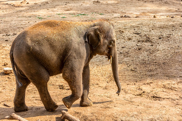 Elephant cub in safari park