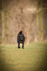 puppy of schipperke, who is playing in meadow. She is so happy and crazy dog.