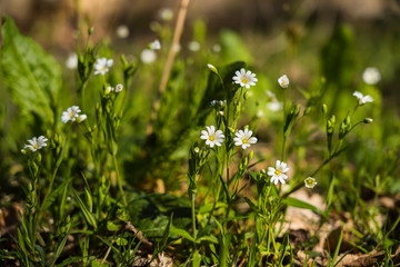 Nature spring sunny day outdoor
