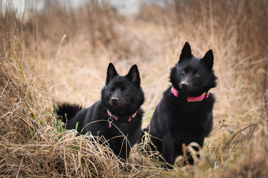 Young females of schipperke is sitting in dry reed. They are so patient models.