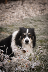Adult male of border collie is sitting in frozen grass  He is so cute. Winter in Prague.