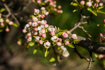 Nature spring sunny day outdoor
