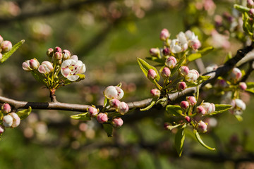 Nature spring sunny day outdoor