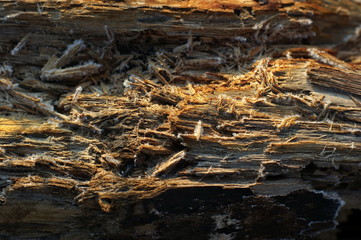 Dry branches and roots of trees covered with spring hoarfrost.