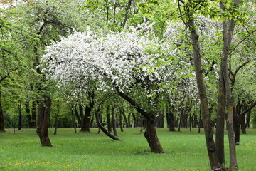 Fototapeta na wymiar Flowering apple trees in Loshitsky park in the city of Minsk, Belarus