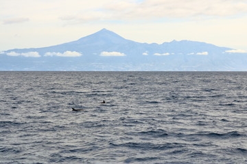 dolphins swimming in atlantic ocean in front of teide, tenerife, canary islands in spain