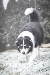 Border collie is running in winter in grass. He is running to his breader.