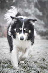 Border collie is running in winter in grass. He is running to his breader.