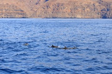 Fototapeta premium dolphins swimming in atlantic ocean in front of la gomera, canary islands in spain