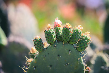 Flowering Cactus on the Tank Graveyard in Asmara, Eritrea