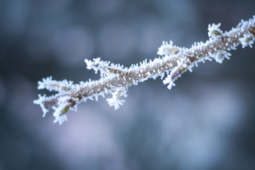 Frozen branches in winter time. This frost make so nice creature.