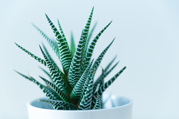 aloe vera plant in pot