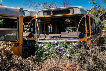 Destroyed Buses on the Tank Graveyard in Asmara, Eritrea