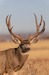 Mule Deer Buck in Colorado during the Rut in Autumn