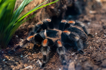Tarantula