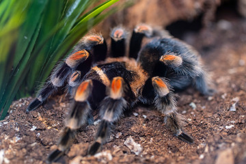 Tarantula