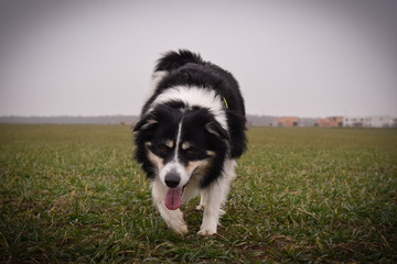 Male of border collie is prowling on flying clay from handler. He loves catching it.