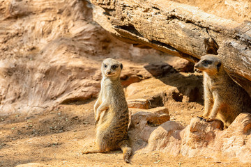 One meerkat looks around, and the second goes to change it at the post