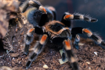 Tarantula