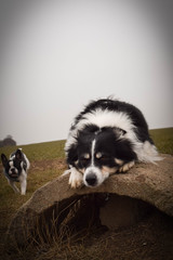 Naklejka premium Autumn portrait of border collie on field. He is so cute in with this face. He has so lovely face.