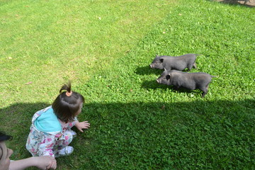 mini pig and girl