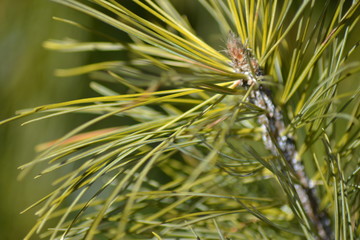 fir needles